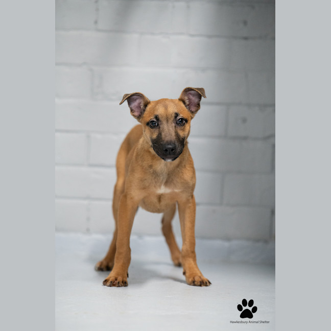 Photo of Mishka