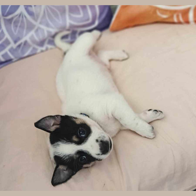 Photo of Miss Pepper And The Peppercorns