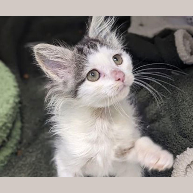 Photo of Dumpling