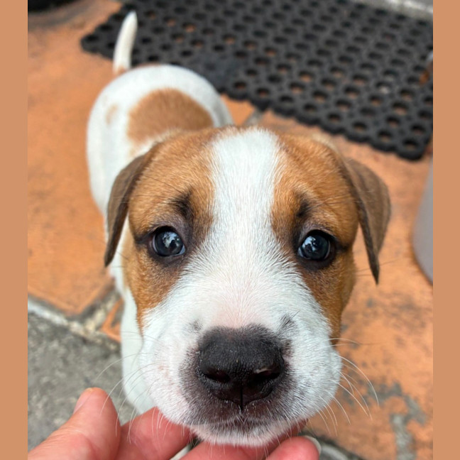 Photo of Charlie   8 Week Old Cattle Dog X 