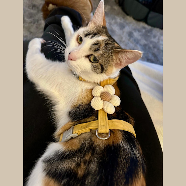 Photo of Daisy