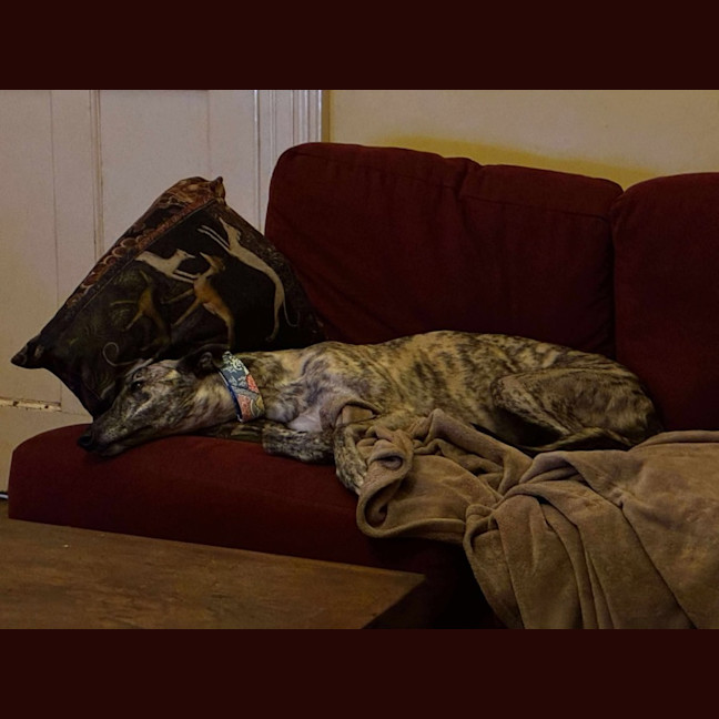 Photo of Dee Dee, The Greyhound