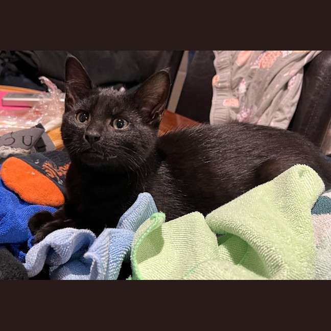 Photo of Pepper