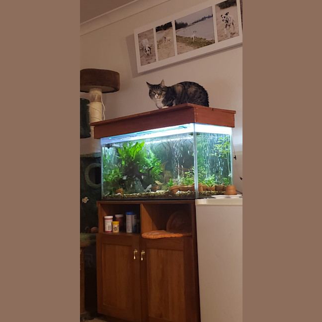 Photo of Muffin And Boofus