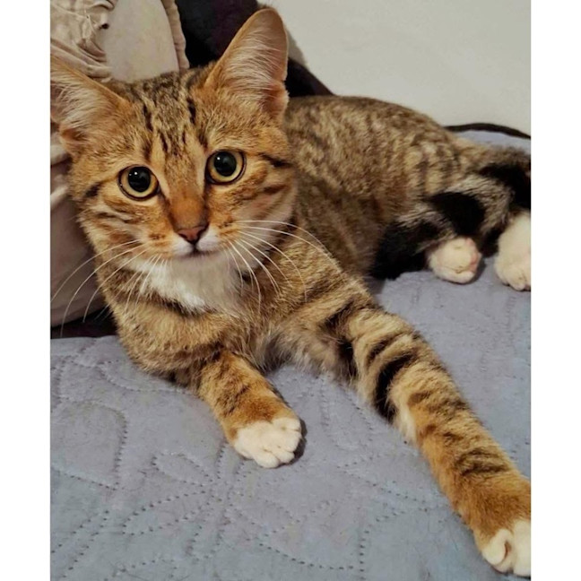 Photo of 12273   Saffron