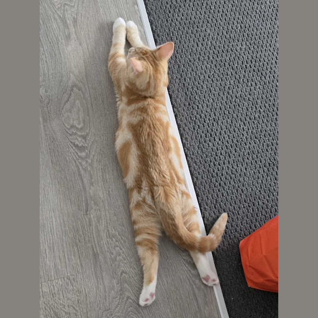 Photo of Shadow