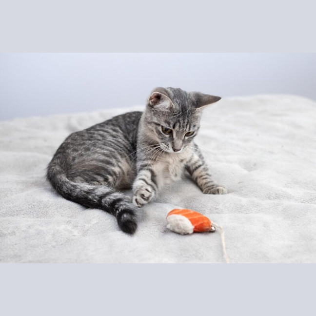 Photo of Willow
