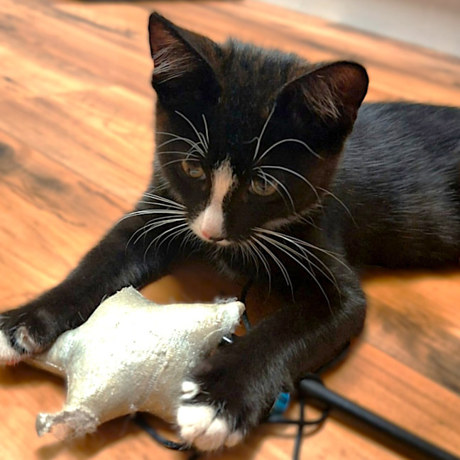 Photo of Gatsby