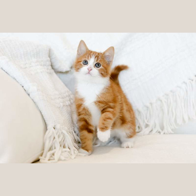 Photo of Fig