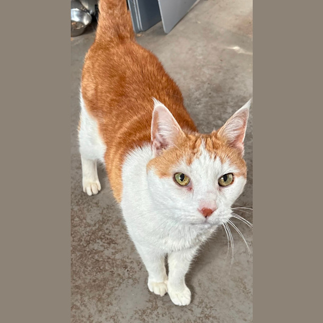 Photo of Marmalade