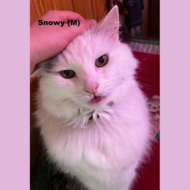 Photo of Snowy