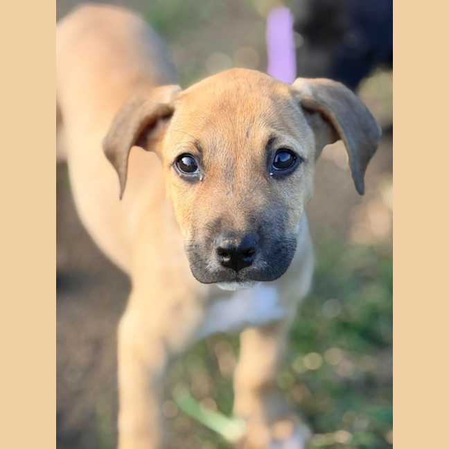 Photo of Dennis