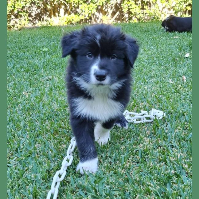Photo of Kai