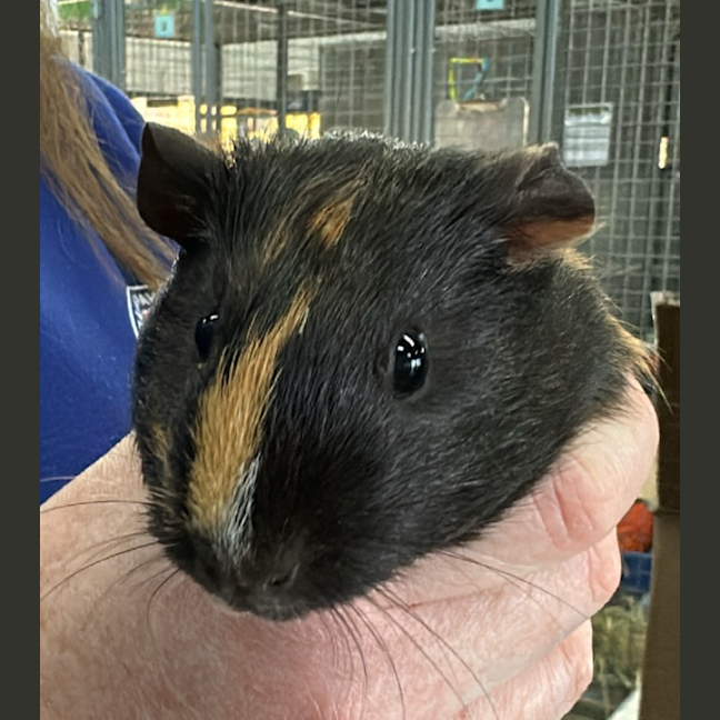 Photo of Josephine (Bonded To Mary)