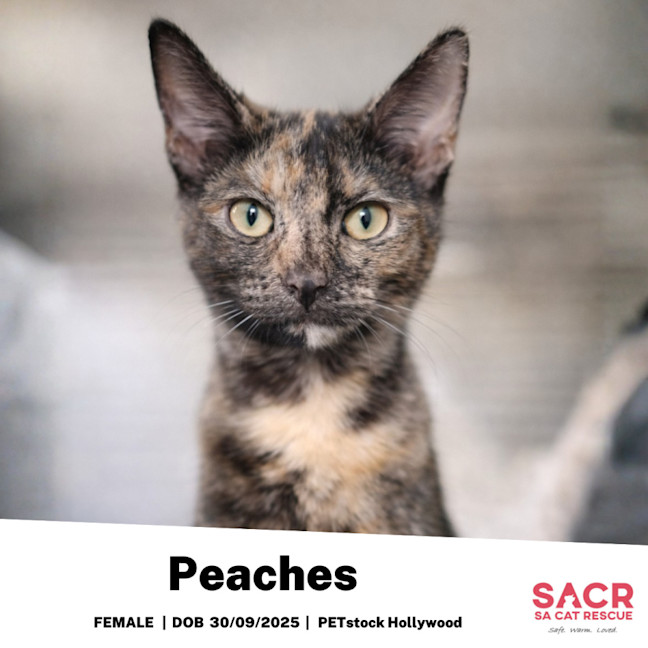 Photo of Peaches