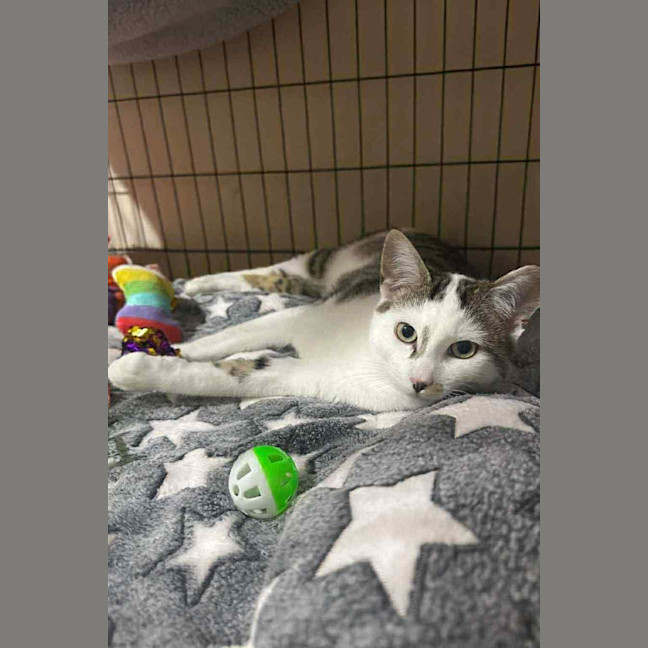 Photo of Affectionate Ash