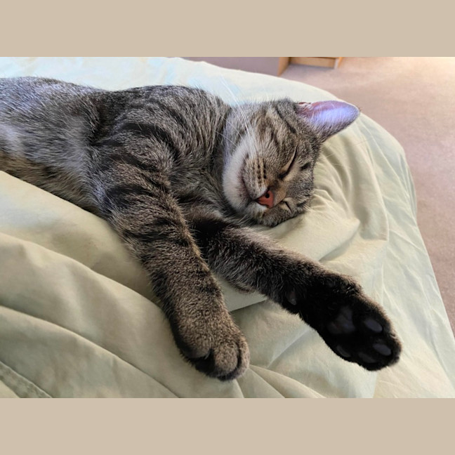 Photo of Sunny 
