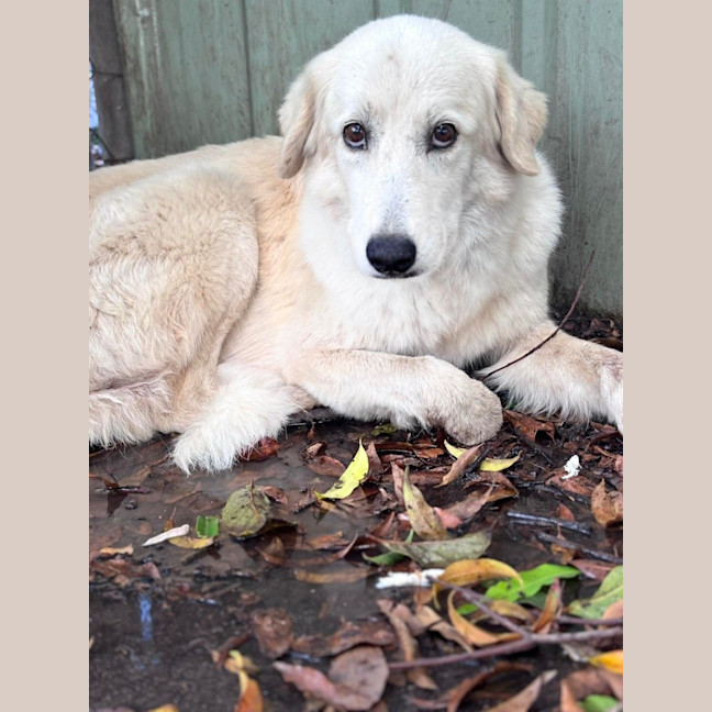 Photo of Barley