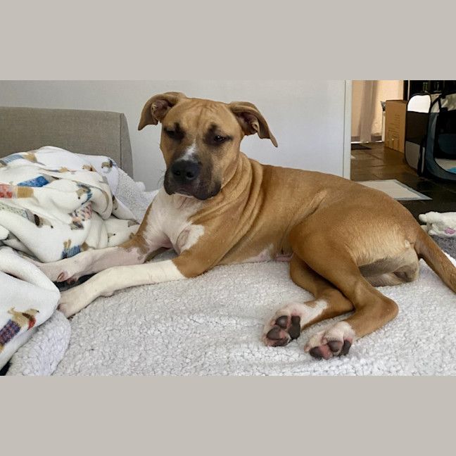 Photo of Coral Imp 1713