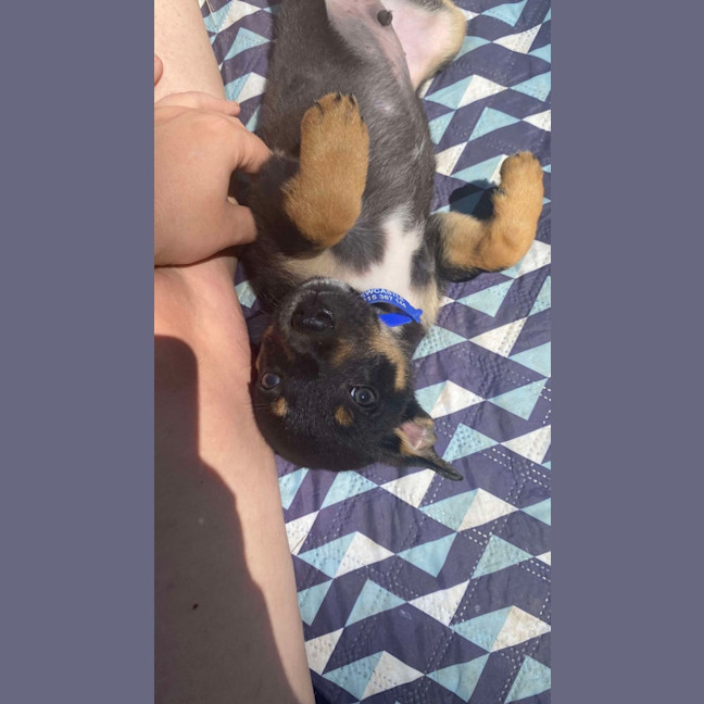 Photo of Jammy   8 Week Old Kelpie X (Trial)
