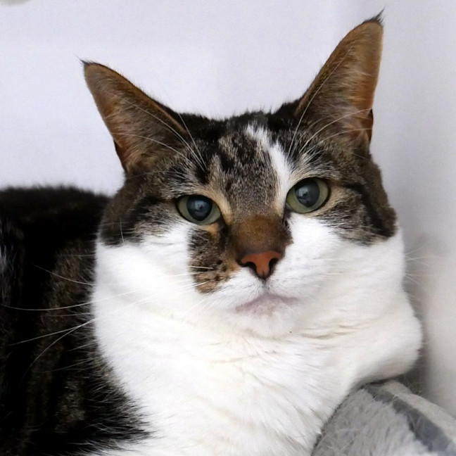 Photo of Toast Rstk002041