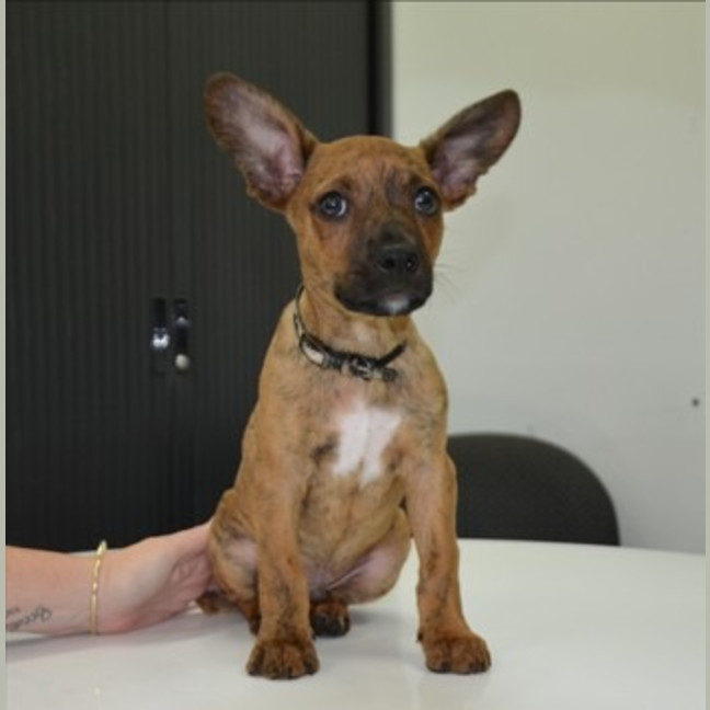 Photo of Pretzel