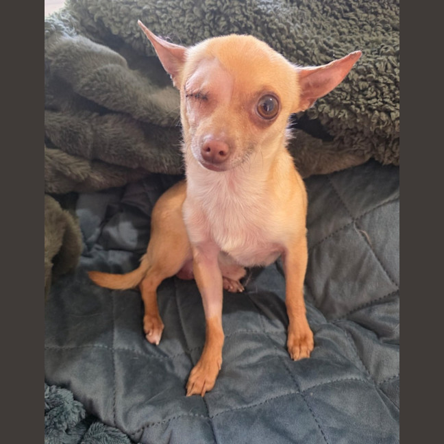 Photo of Pedro   3 Year Old Chihuahua
