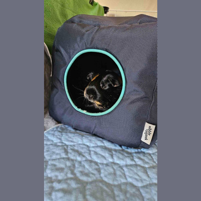 Photo of Smudge