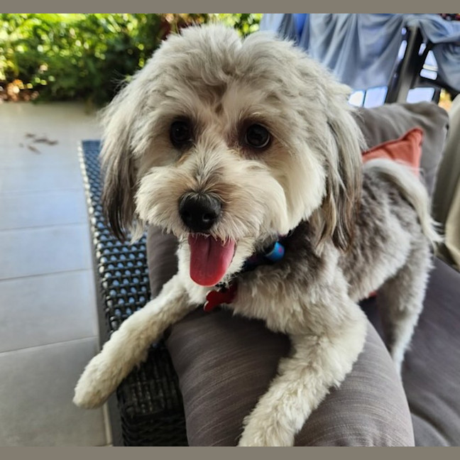 Photo of Archie