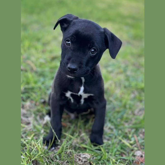 Photo of Huckleberry 