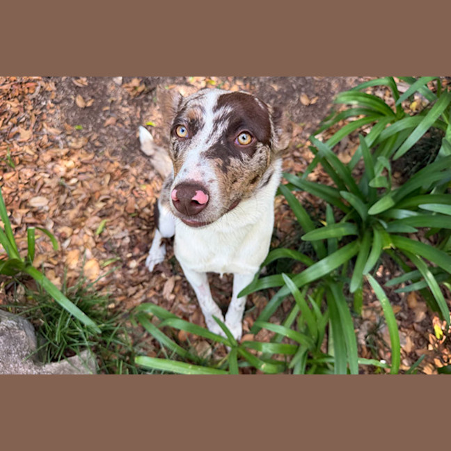 Photo of Sweetheart