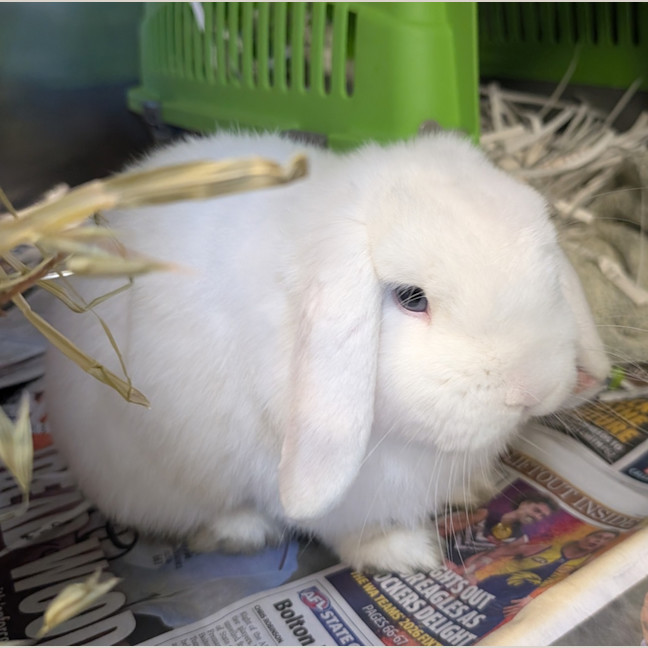 Photo of Snowy