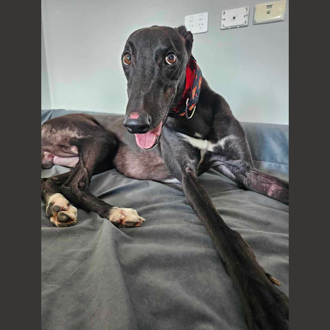 Photo of Rodney, The Cat Friendly Greyhound