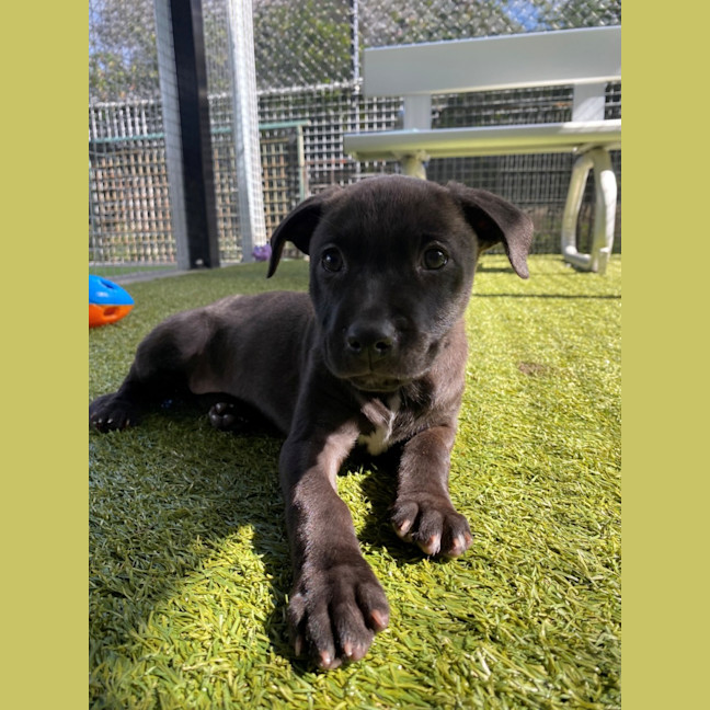 Photo of D1127 Betty