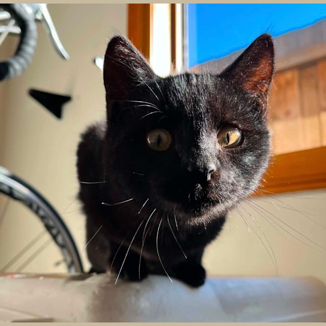Photo of Merlin 