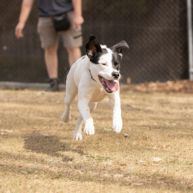 Photo of Daisy