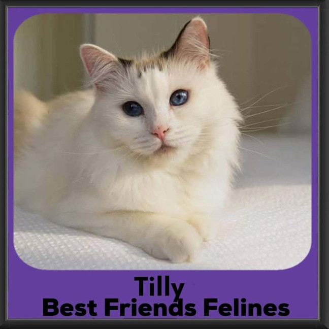 Photo of Tilly