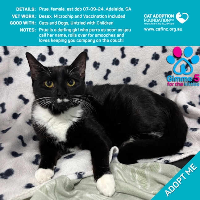 Photo of Prue Just $100 Limited Time!