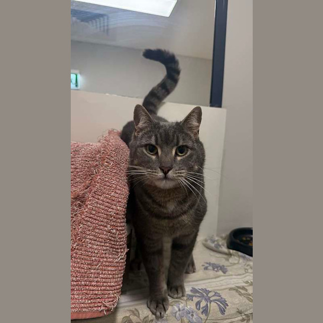 Photo of Clyde