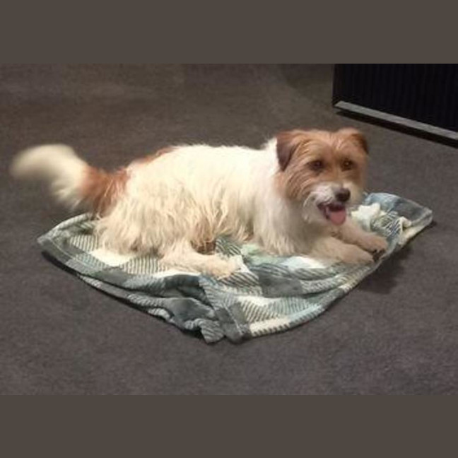 Photo of Bolt O'cleary