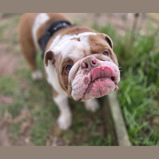 Photo of Brisket