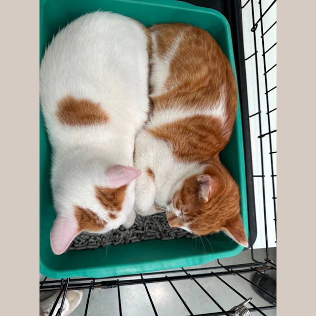 Photo of Bonded Brothers James And Jimmy 