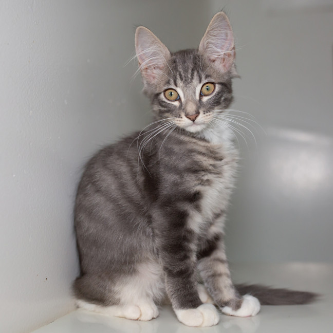 Photo of Nyx