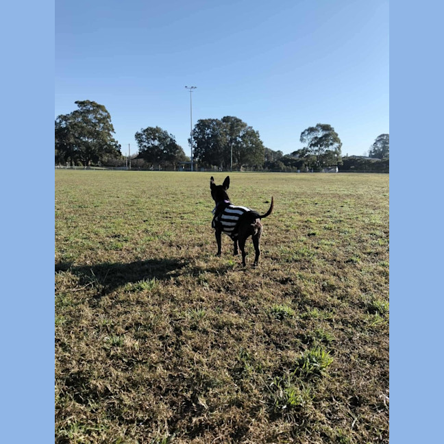 Photo of Nyxie   12 Year Old Jack Russell X