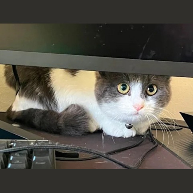 Photo of Rosie Dancer