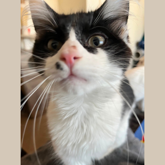 Photo of Deputy *9 Lives Project Rescue*