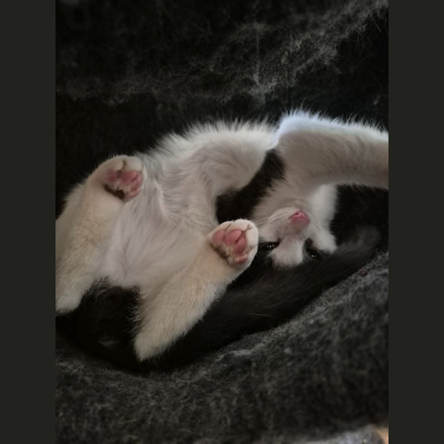 Photo of Casper