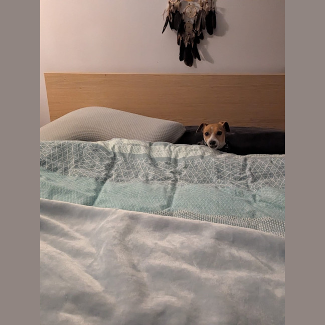 Photo of Rocky 