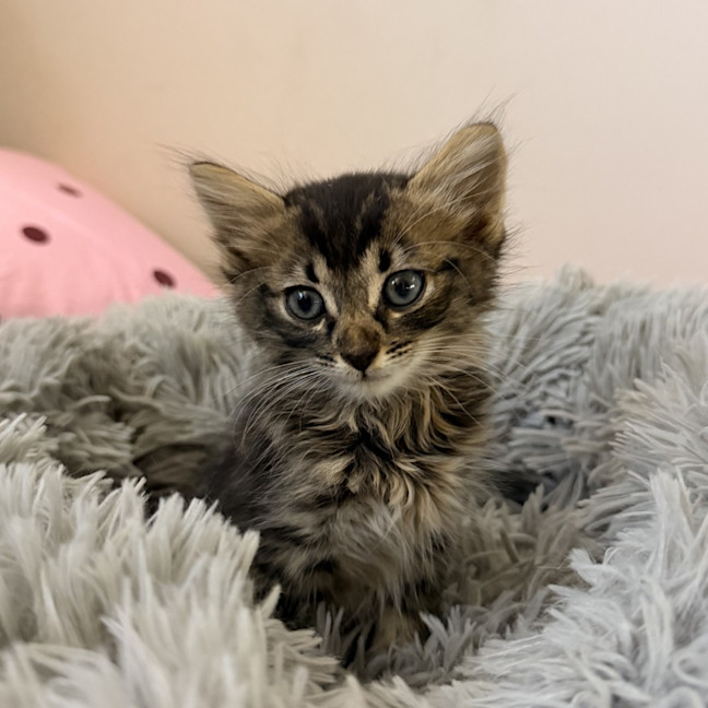 Photo of Hamish