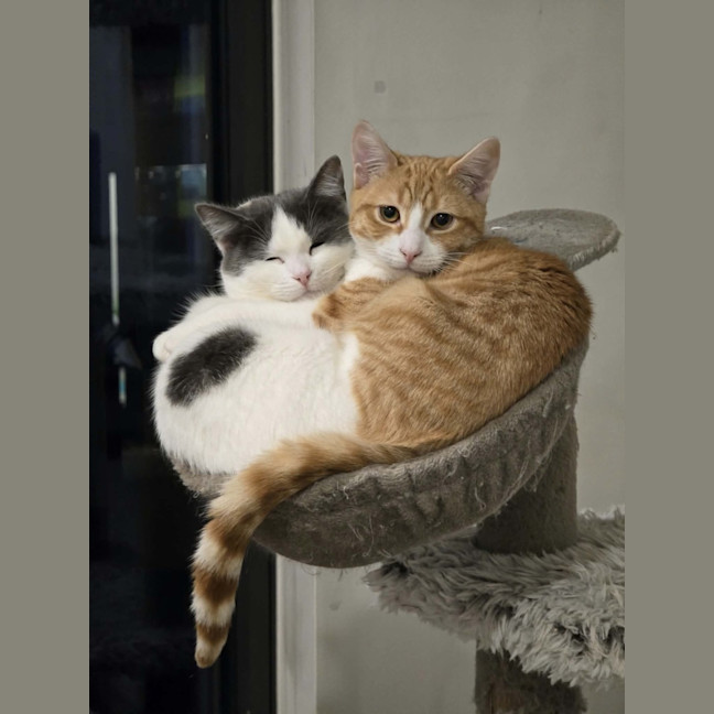 Photo of Archie **2nd Chance Cat Rescue**